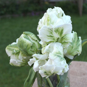 Tulip Super Parrot
