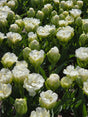 Tulip Whipped Cream