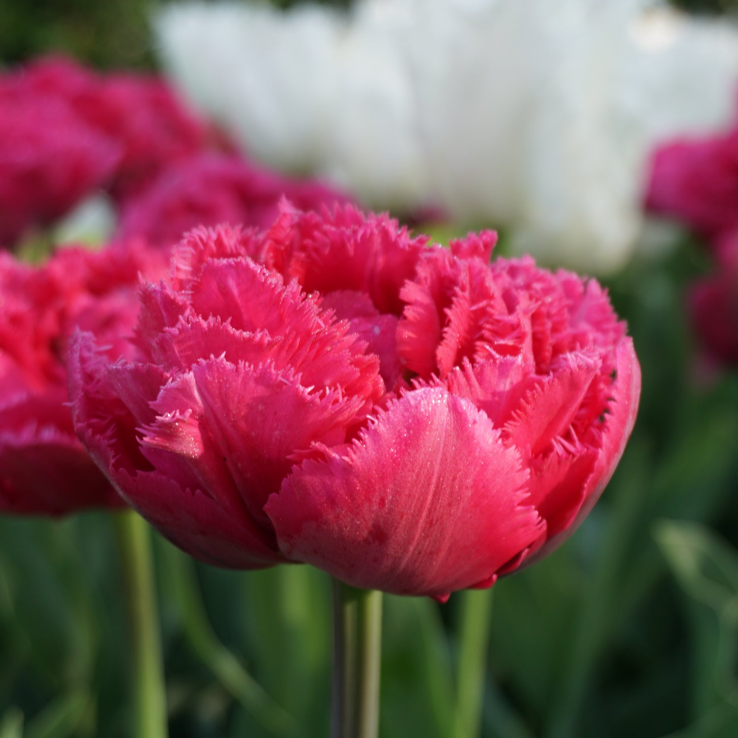 Tulip Wind of Change