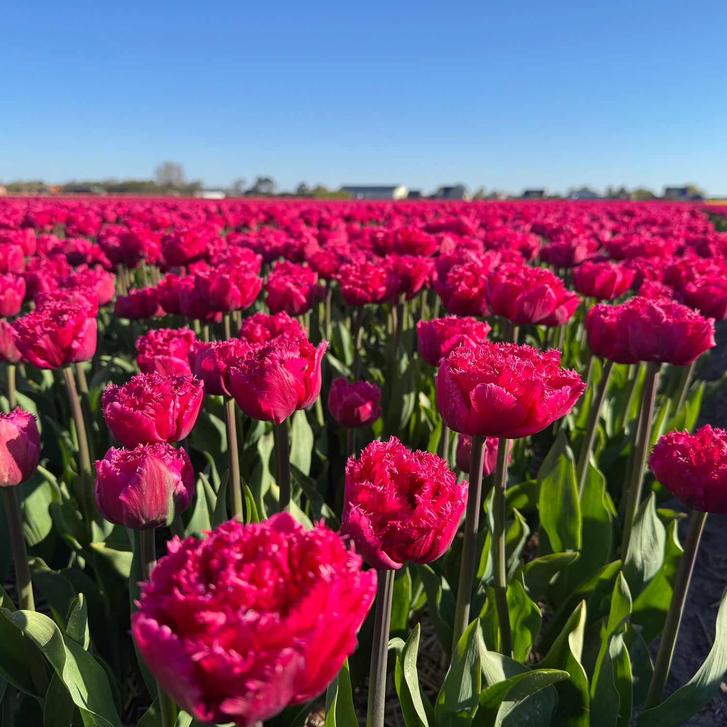 Tulip Wind of Change