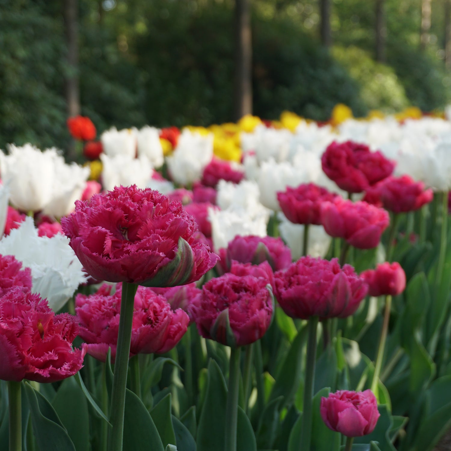 Tulip Wind of Change