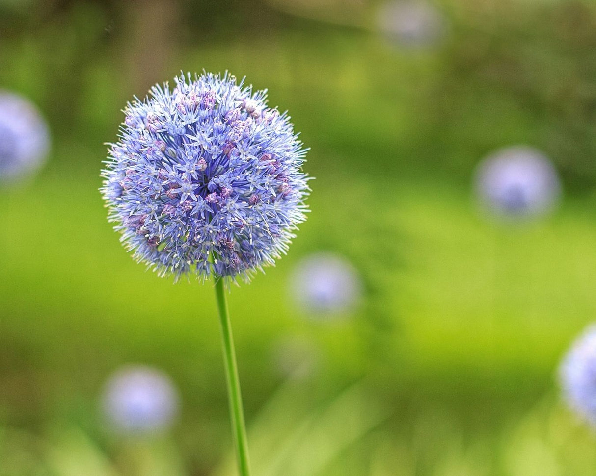 Allium Azureum