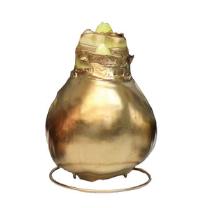 Waxed Amaryllis - Gold Wax