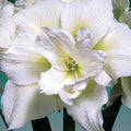 Amaryllis