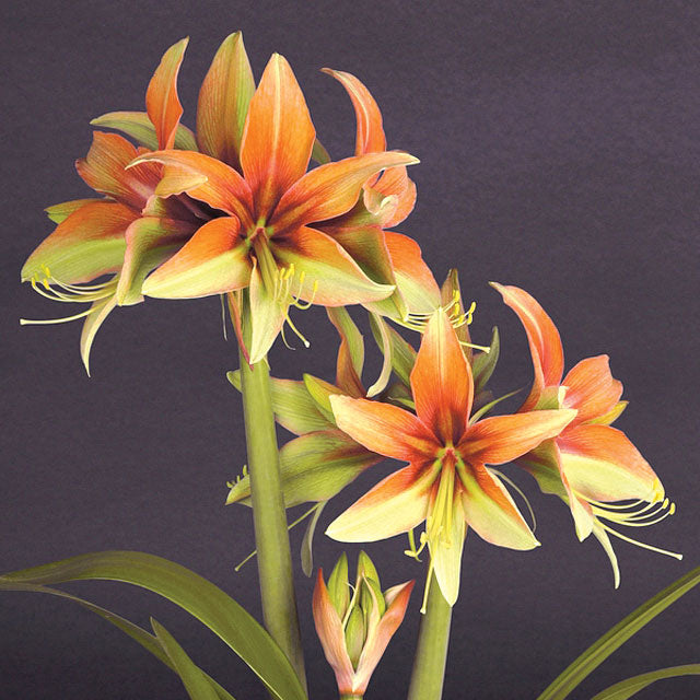 Buy Amaryllis Bulbs in Canada | Coast Farms
