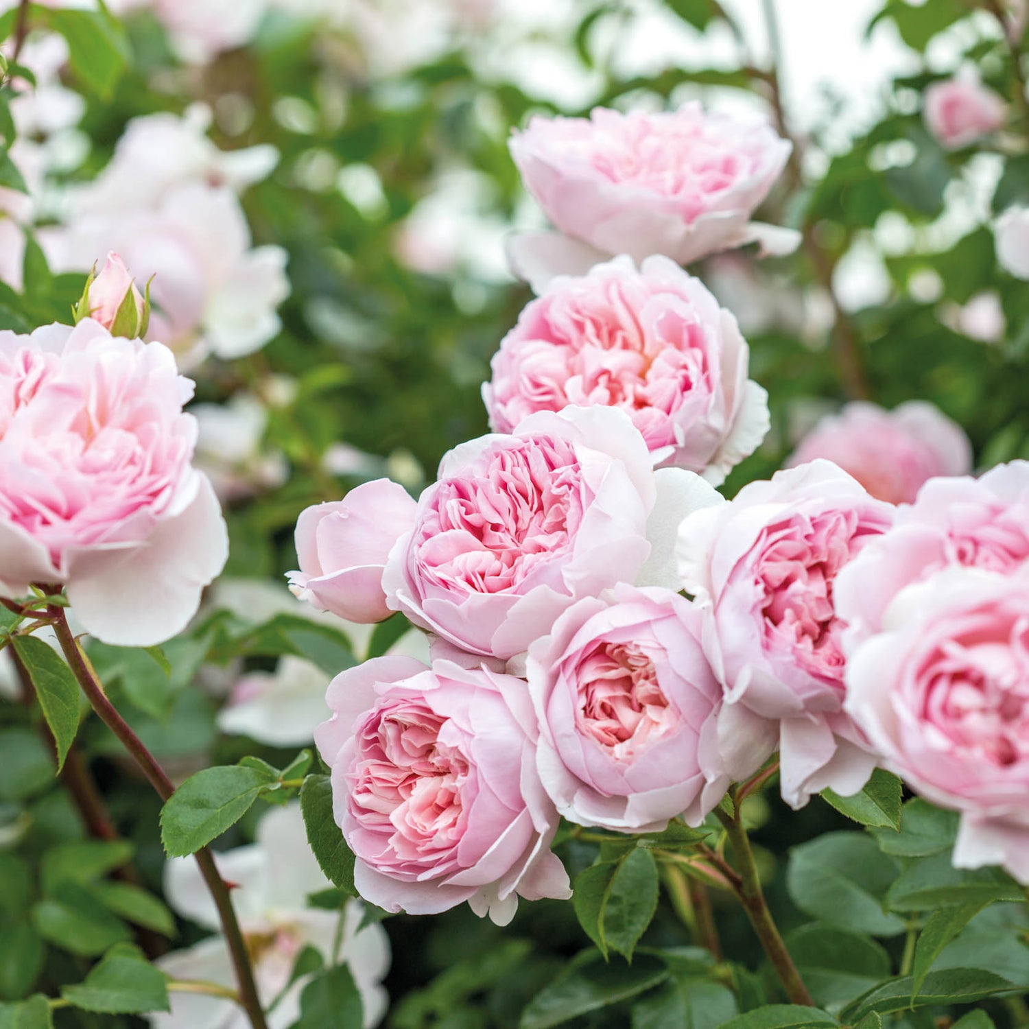 David Austin Rose - Wildeve