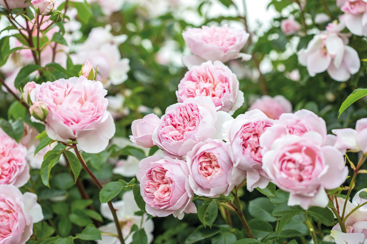 David Austin Rose - Wildeve