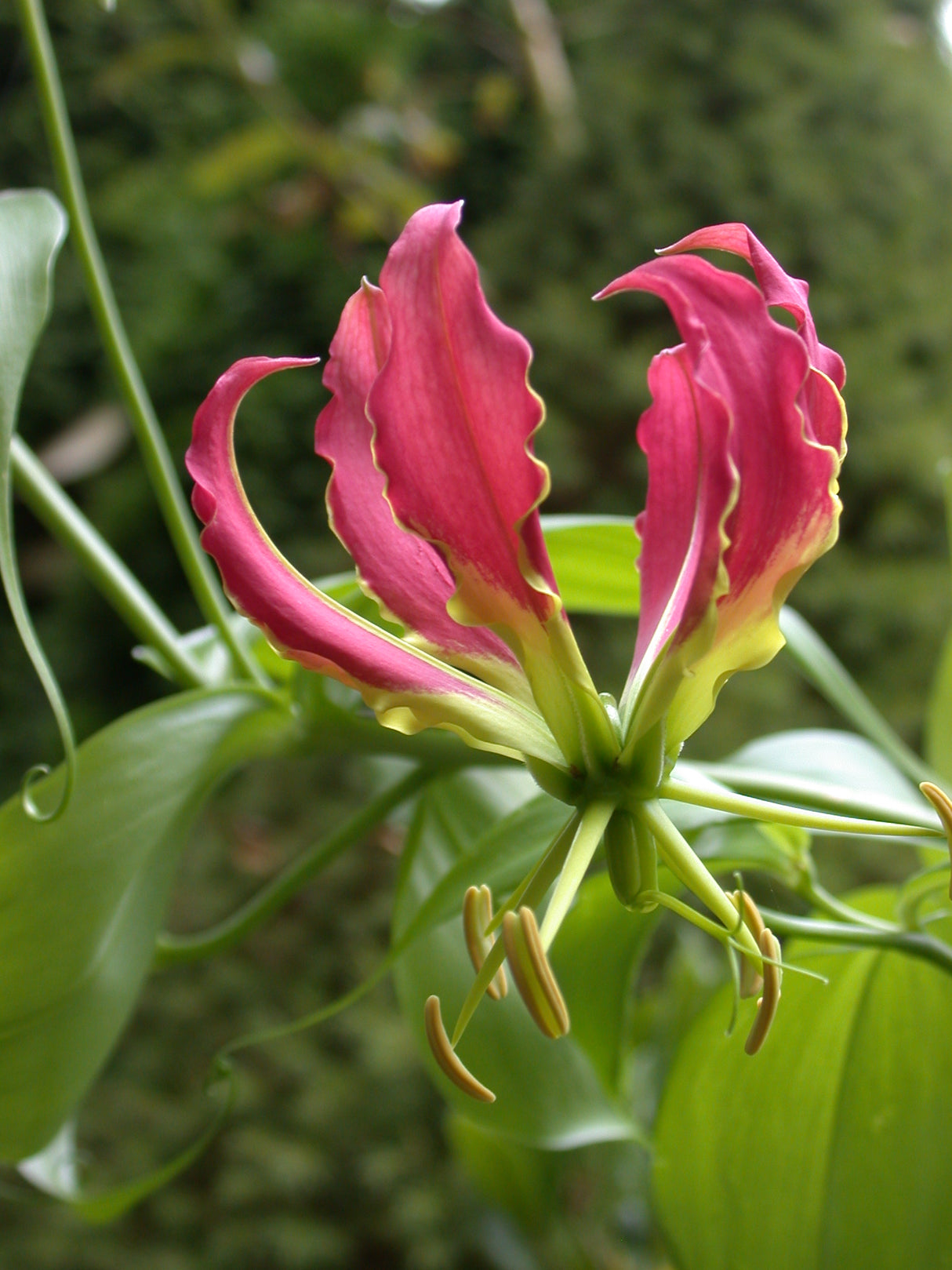 Gloriosa rothschildiana