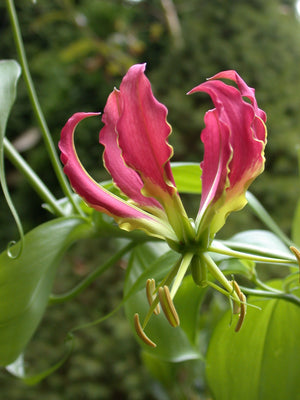 Gloriosa rothschildiana