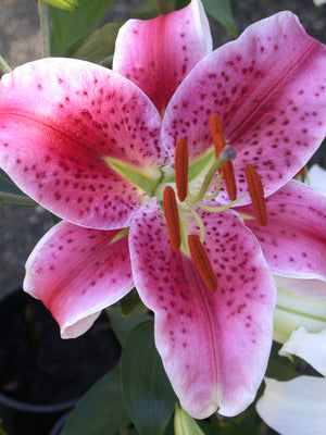 Lily Stargazer