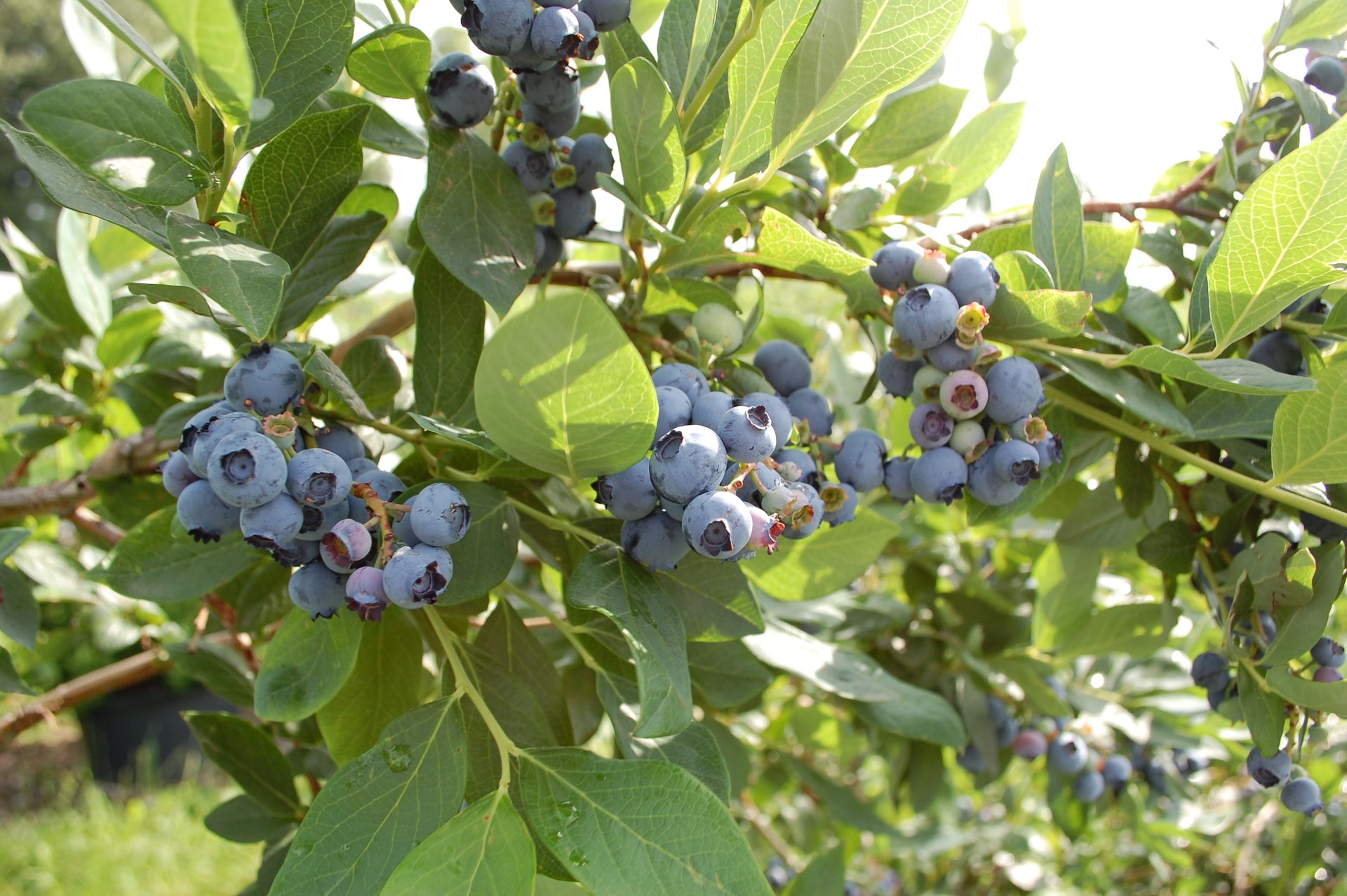 Blueberry Chandler – Coast Farms