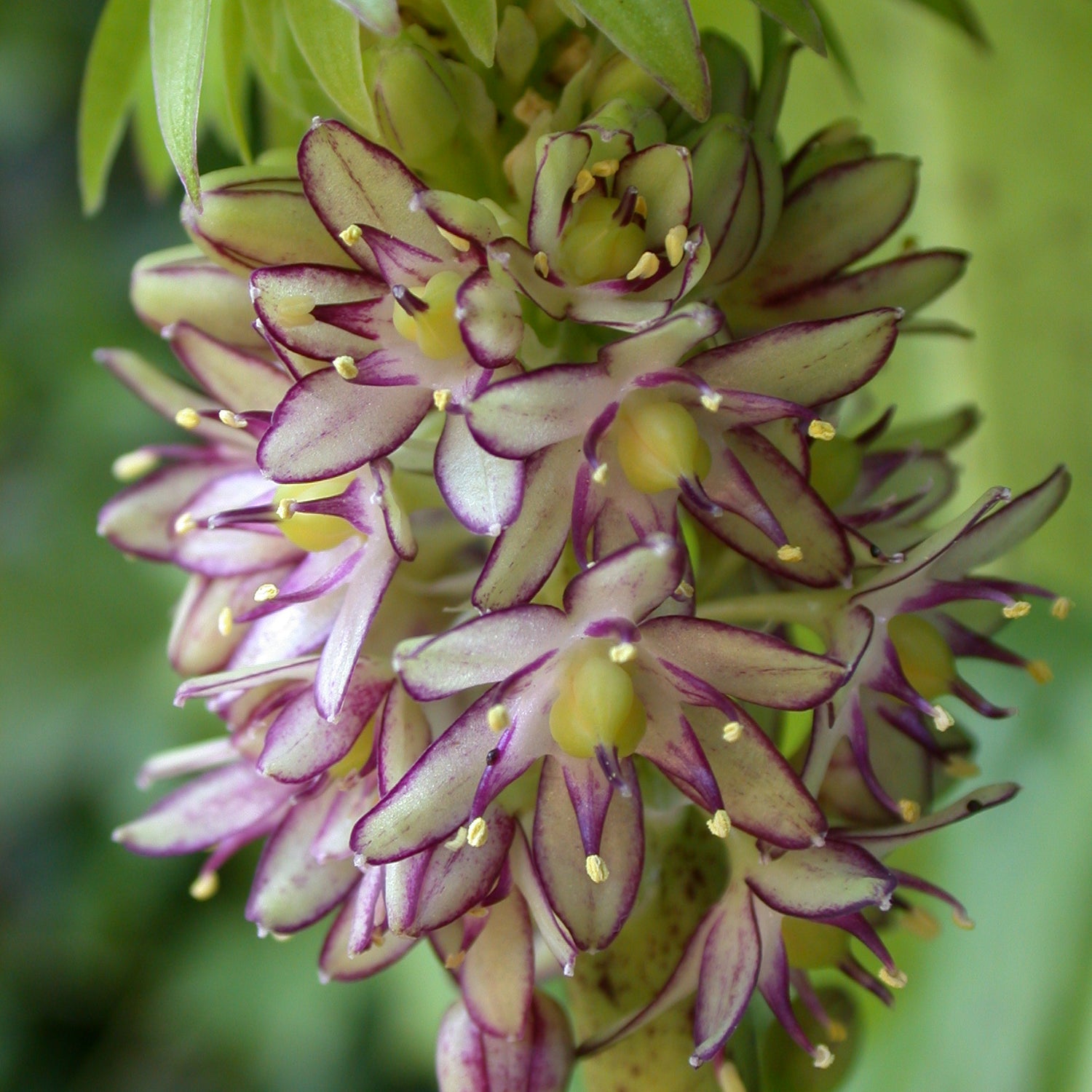 eucomis pineapple lily planting depth Eucomis Bicolor – Coast Farms
