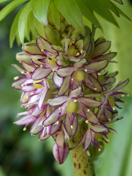 Eucomis Bicolor