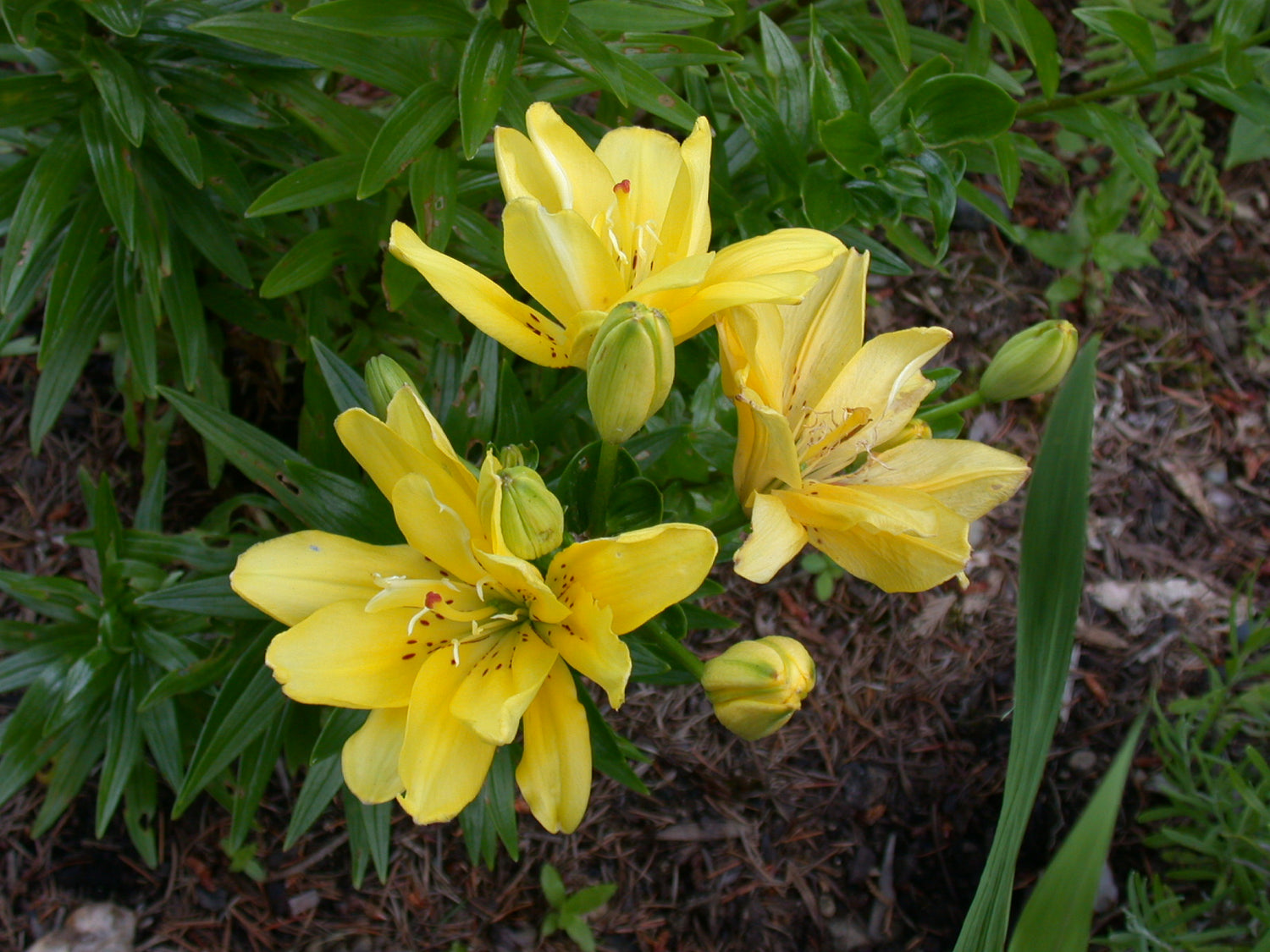 fata morgana asiatic lily Lily Fata Morgana – Coast Farms