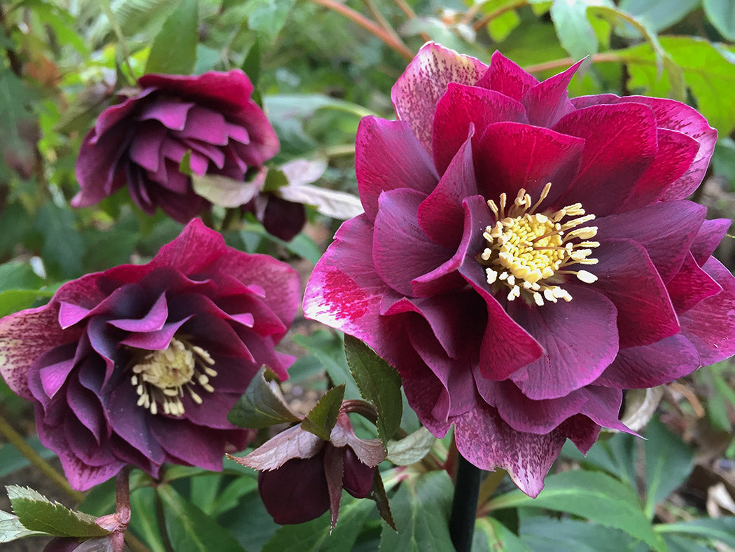 Helleborus Double Ellen Red