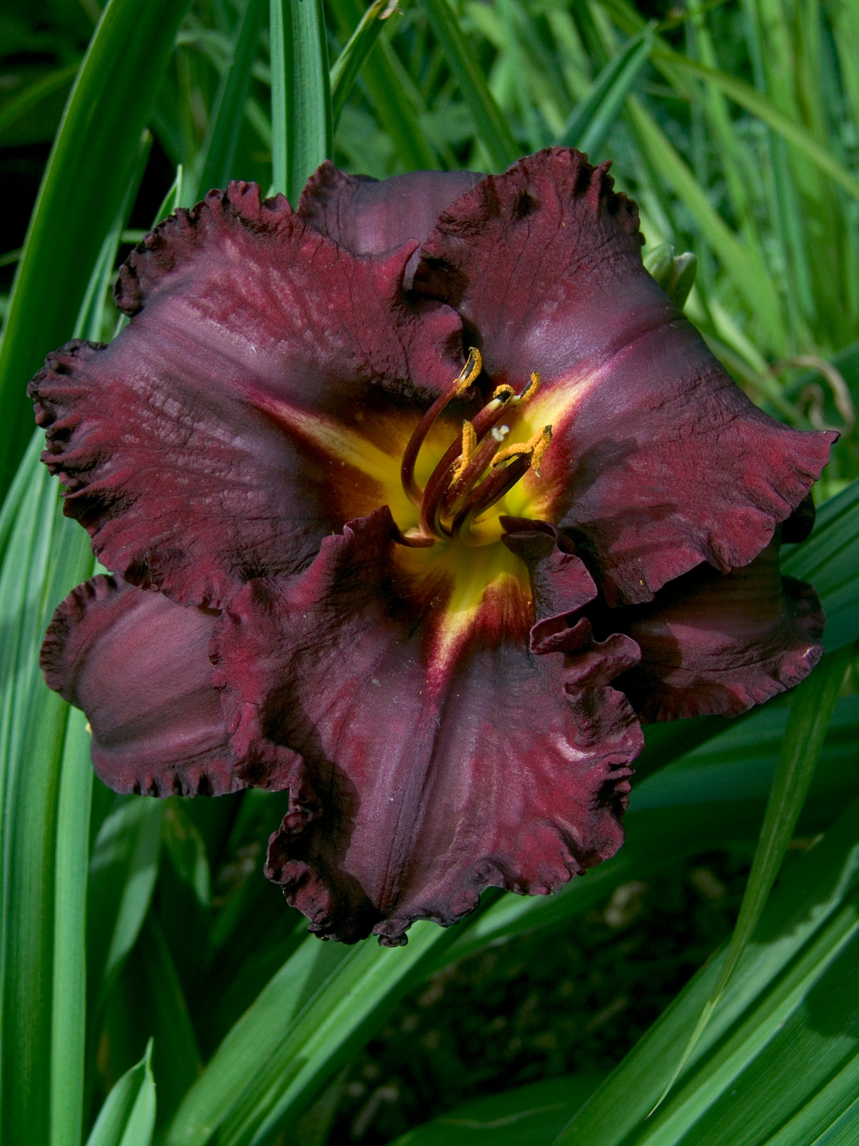 Hemerocallis Black Stockings