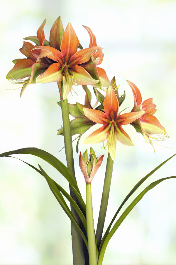 Amaryllis Wild Amazone