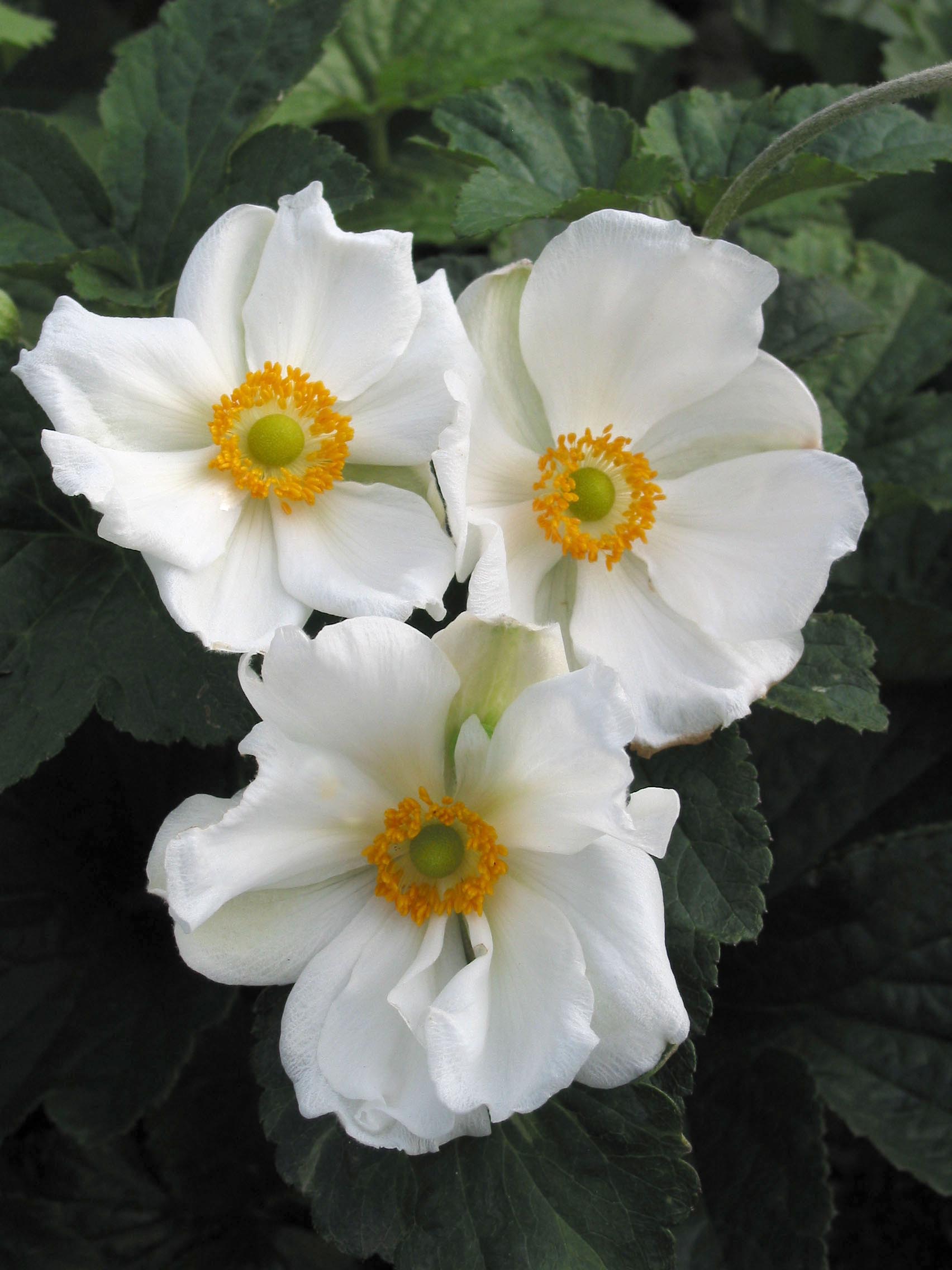 Anemone Honorine Jobert – Coast Farms