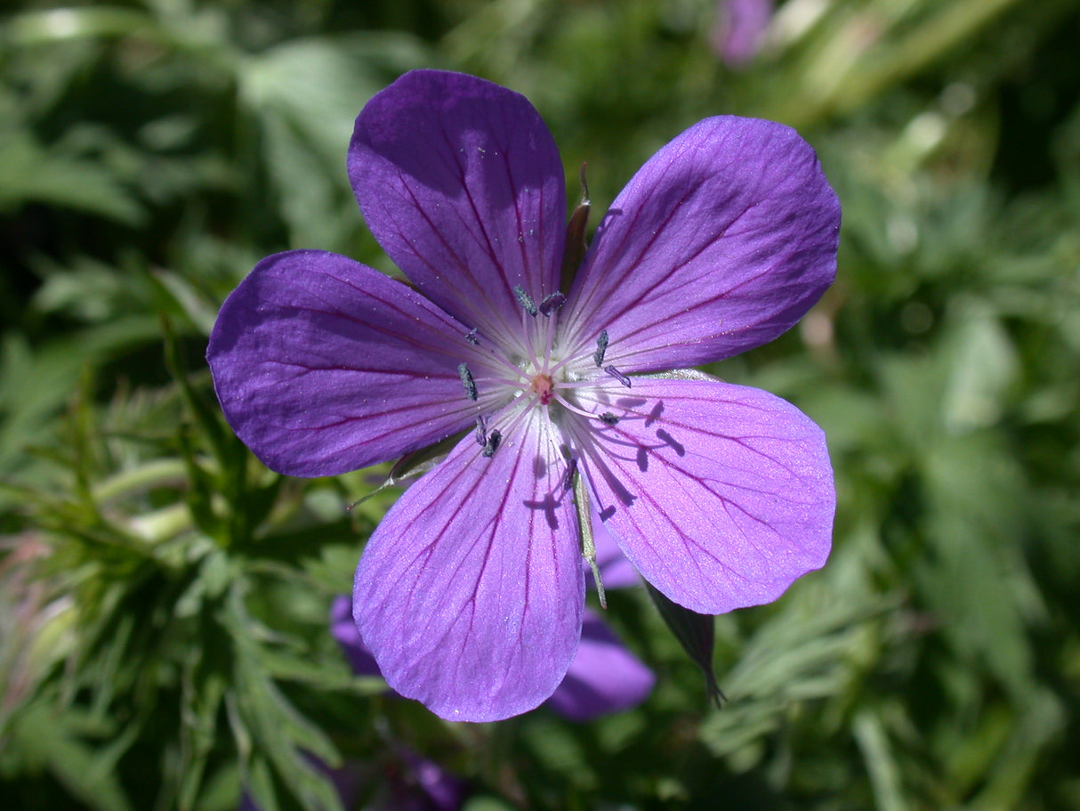 Geranium Johnsons Blue