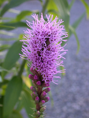 Liatris spicata