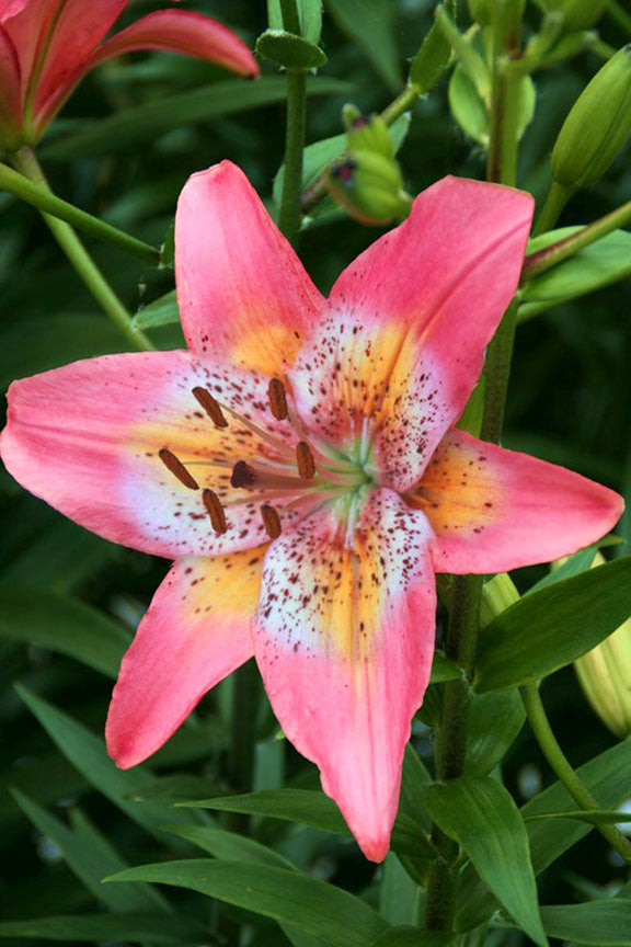 lily – Coast Farms