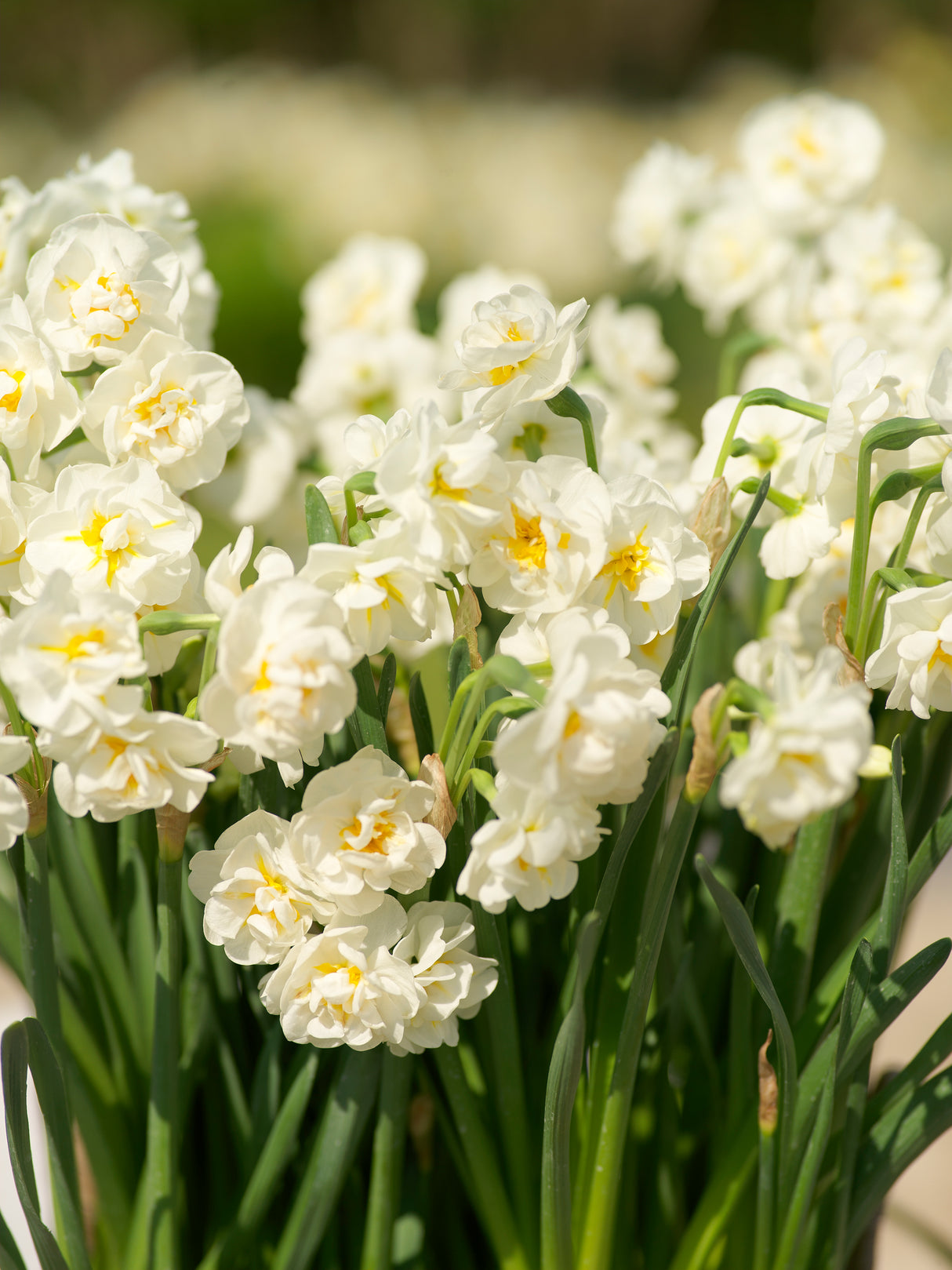 Narcissus Bridal Crown