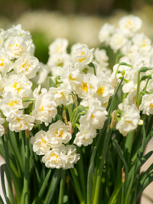 Narcissus Bridal Crown