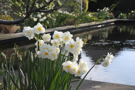 Narcissus Sir Winston Churchill