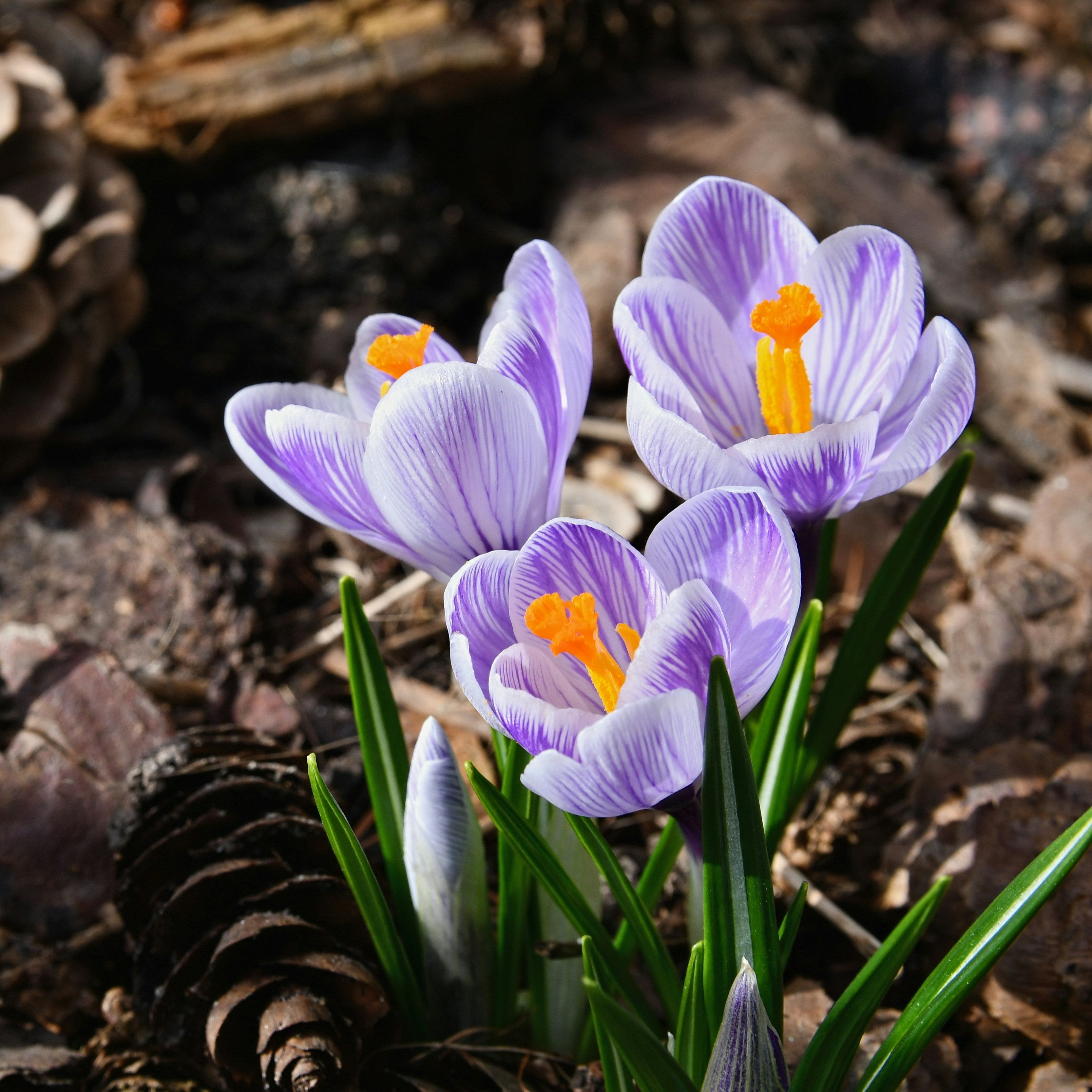 Crocus Striped Beauty – Coast Farms