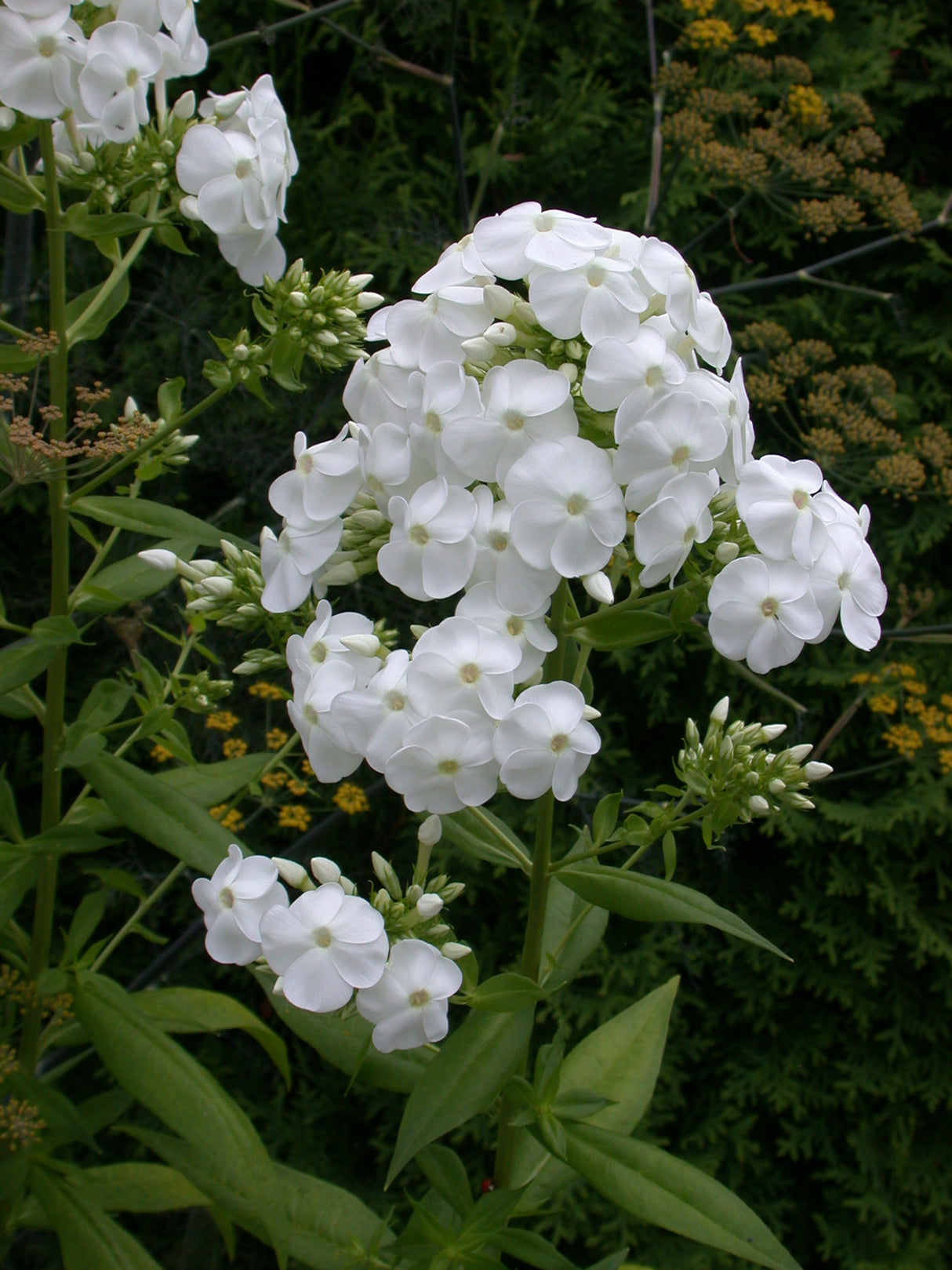 Phlox David