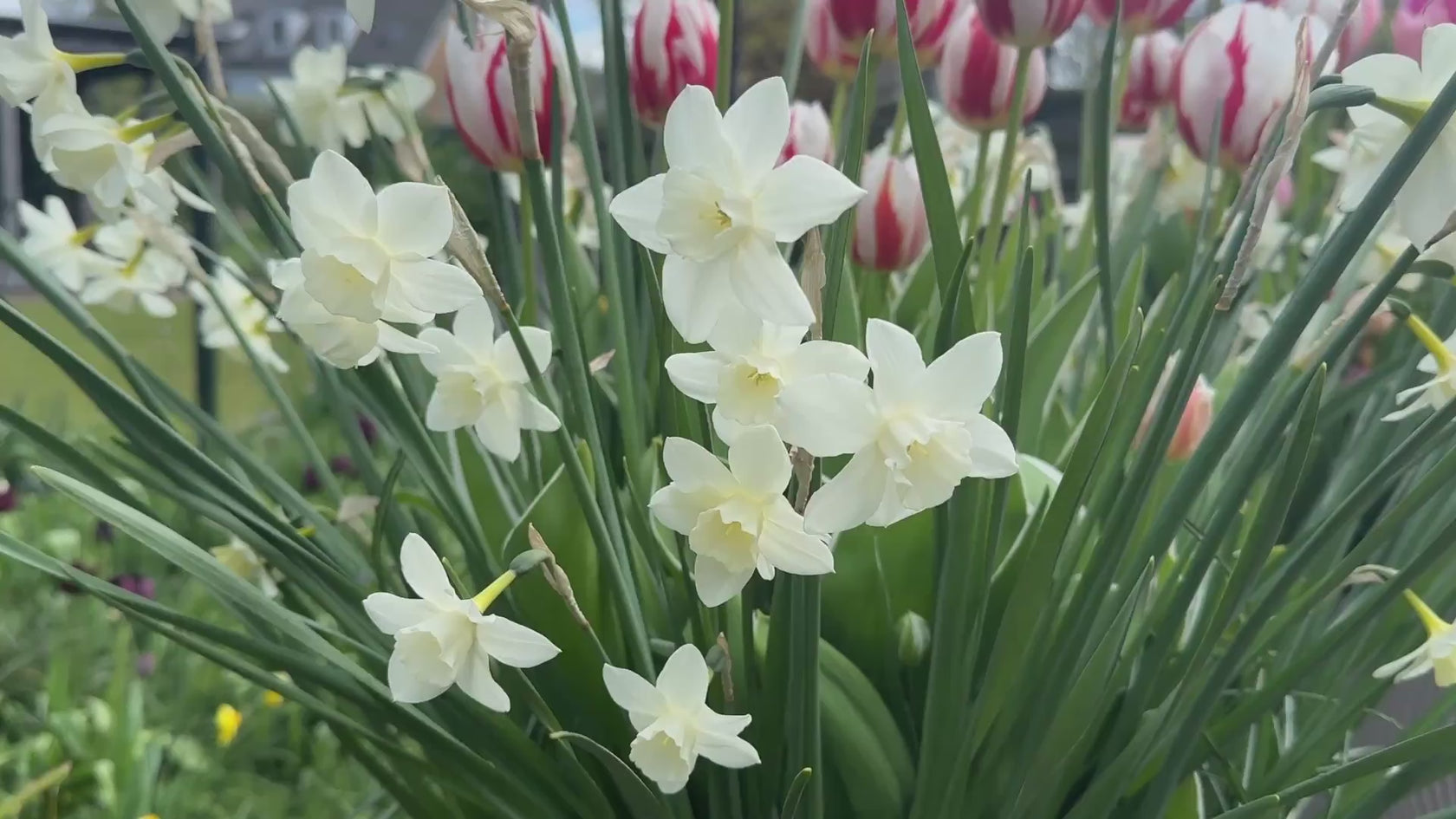 Coast Farms Fall bulbs 2026