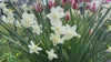 Coast Farms Fall bulbs 2026