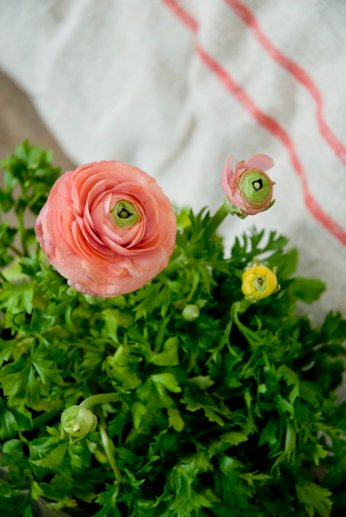 Ranunculus Amandine Salmon - Fall Planting