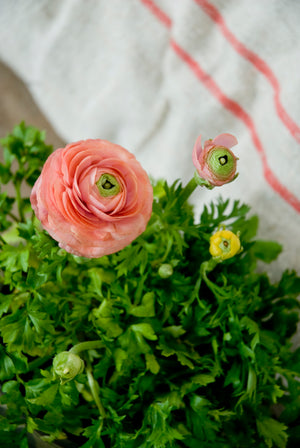Ranunculus Amandine Salmon - Fall Planting