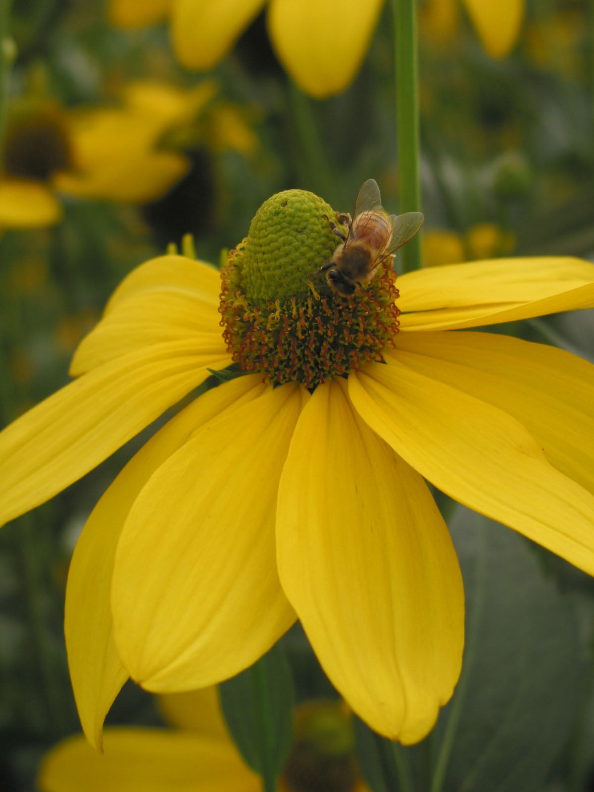 Rudbeckia Herbstsonne