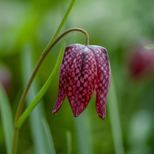 Fritillaria