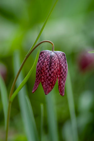 Fritillaria meleagris