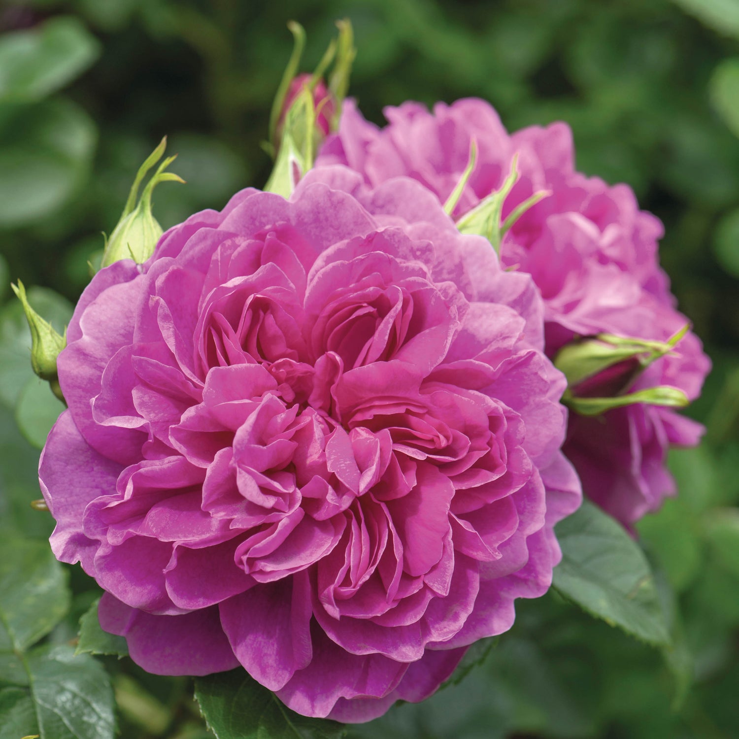 David Austin Rose - Princess Anne