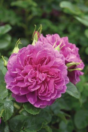 David Austin Rose - Princess Anne