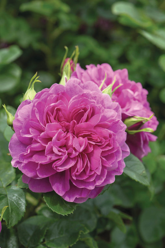 David Austin Rose - Princess Anne