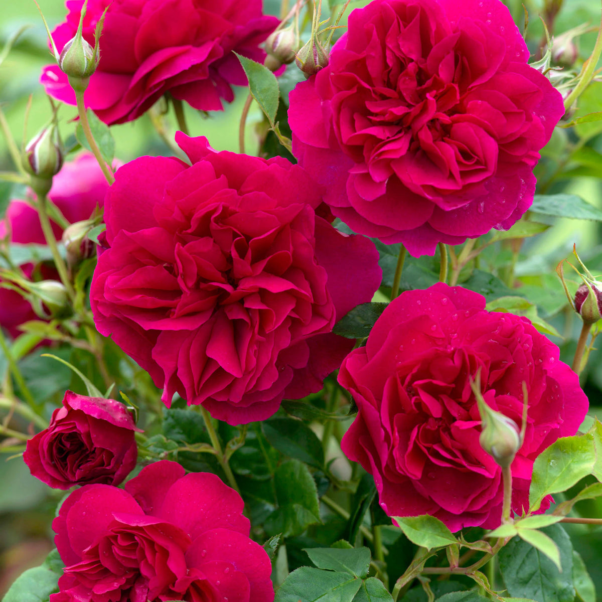 Thomas A Becket Rose | David Austin English Shrub Rose – Coast Farms