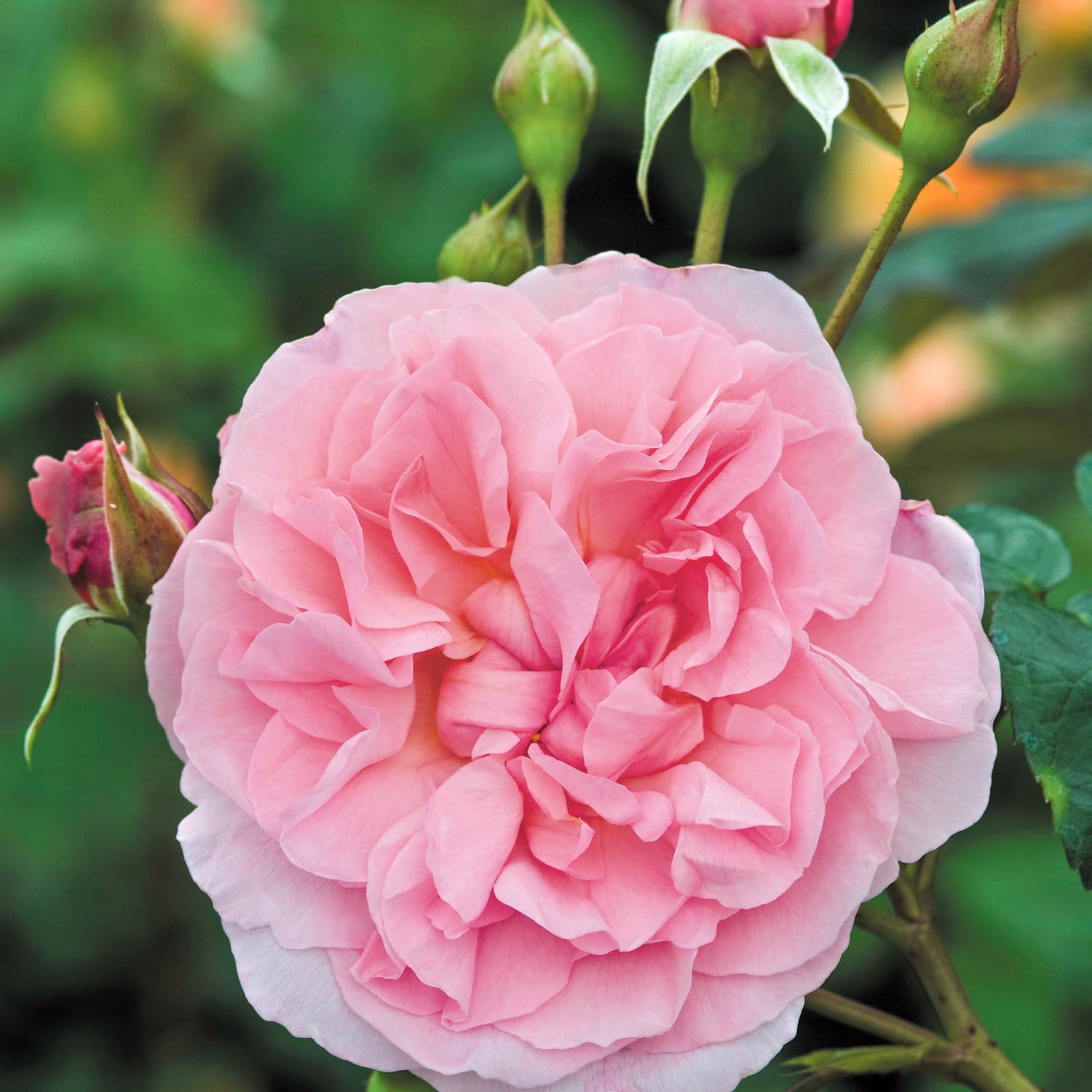 David Austin Rose - Strawberry Hill