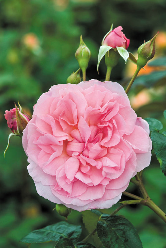 David Austin Rose - Strawberry Hill