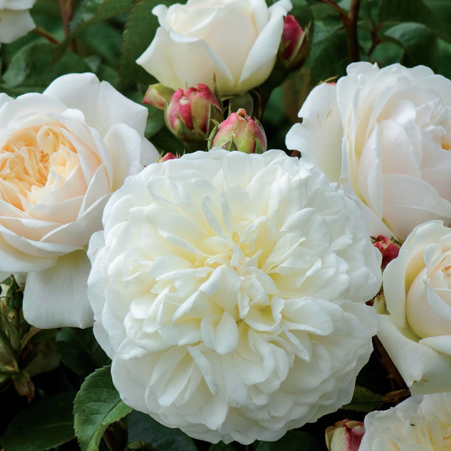 David Austin Rose - Tranquillity