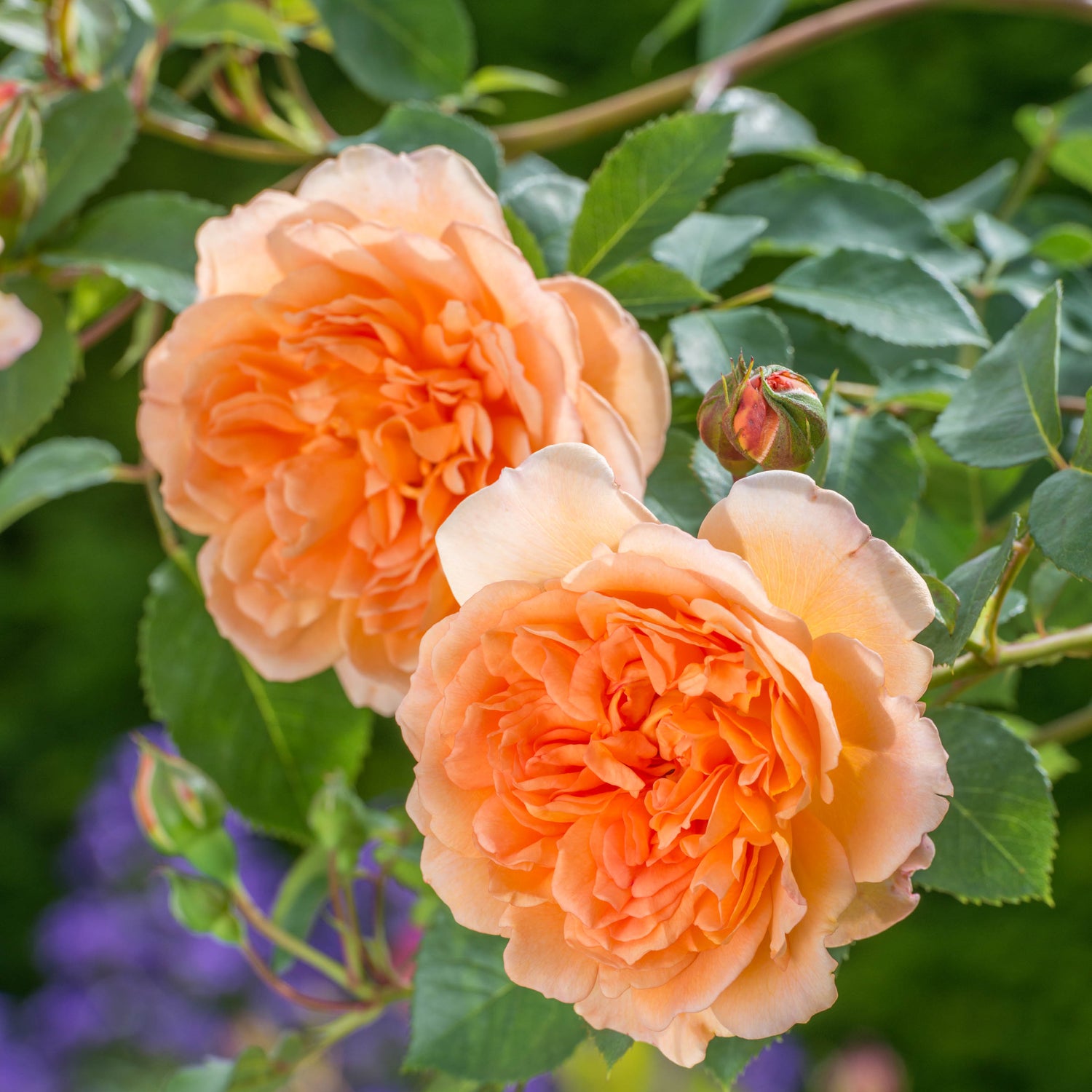 David Austin Rose - Dame Judi Dench
