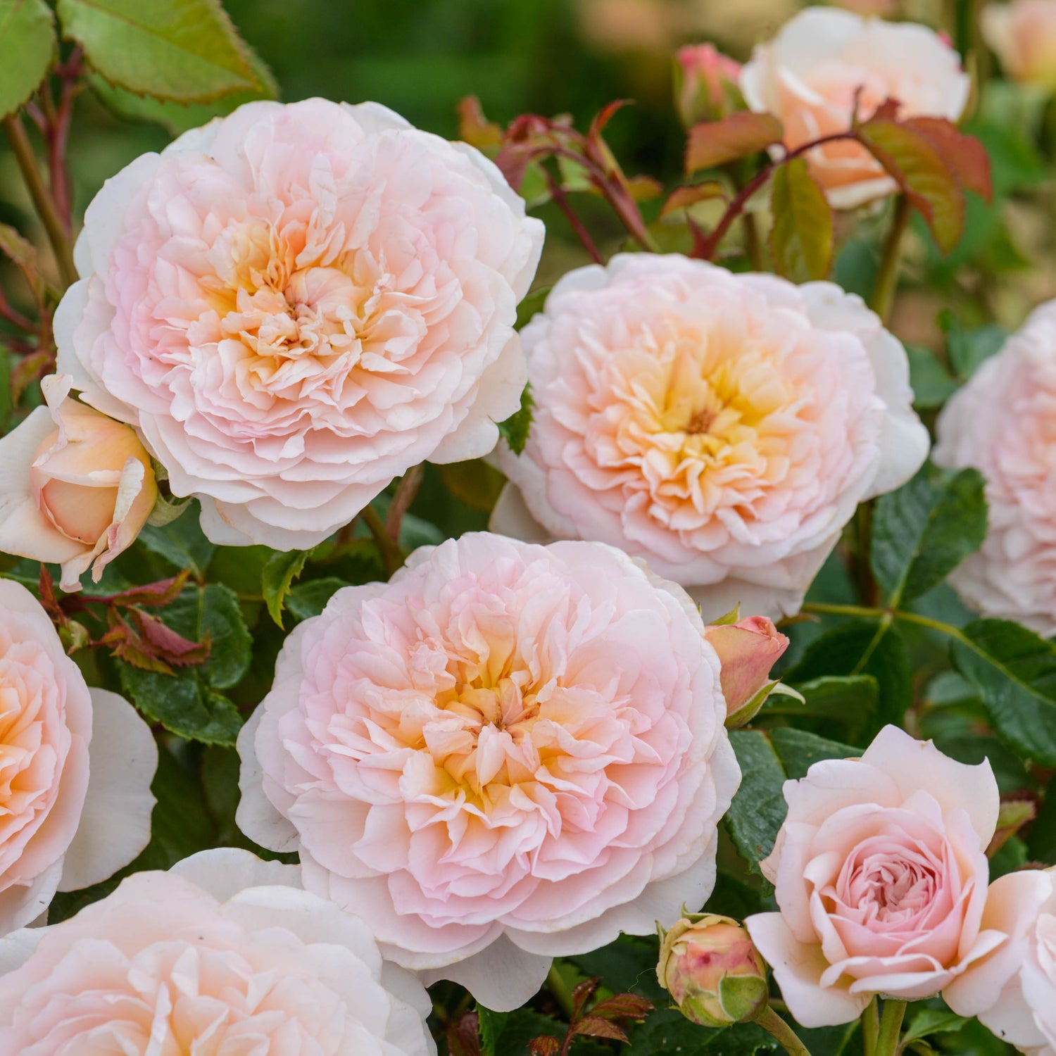 David Austin Rose - Emily Brontë