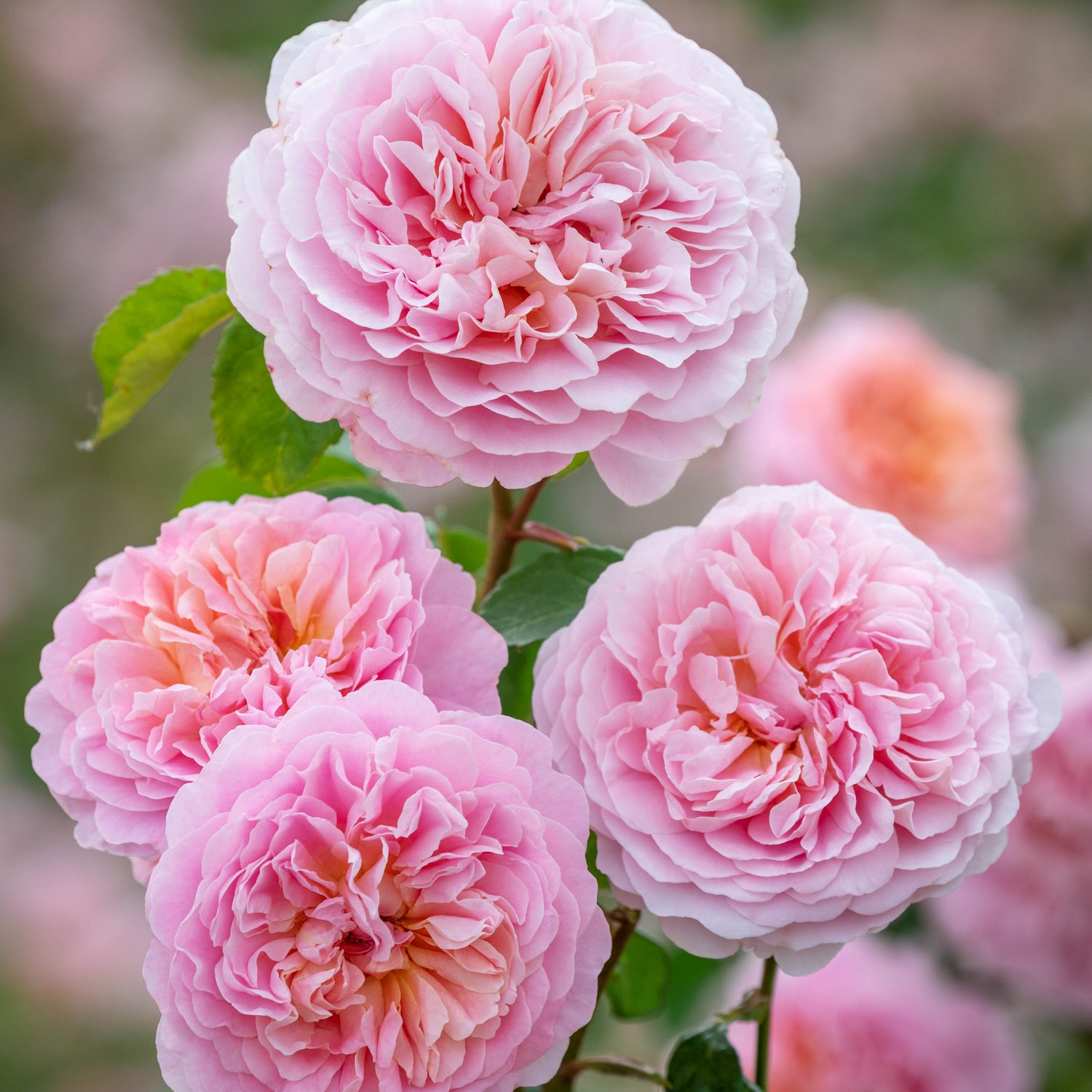 David Austin Rose - Eustacia Vye