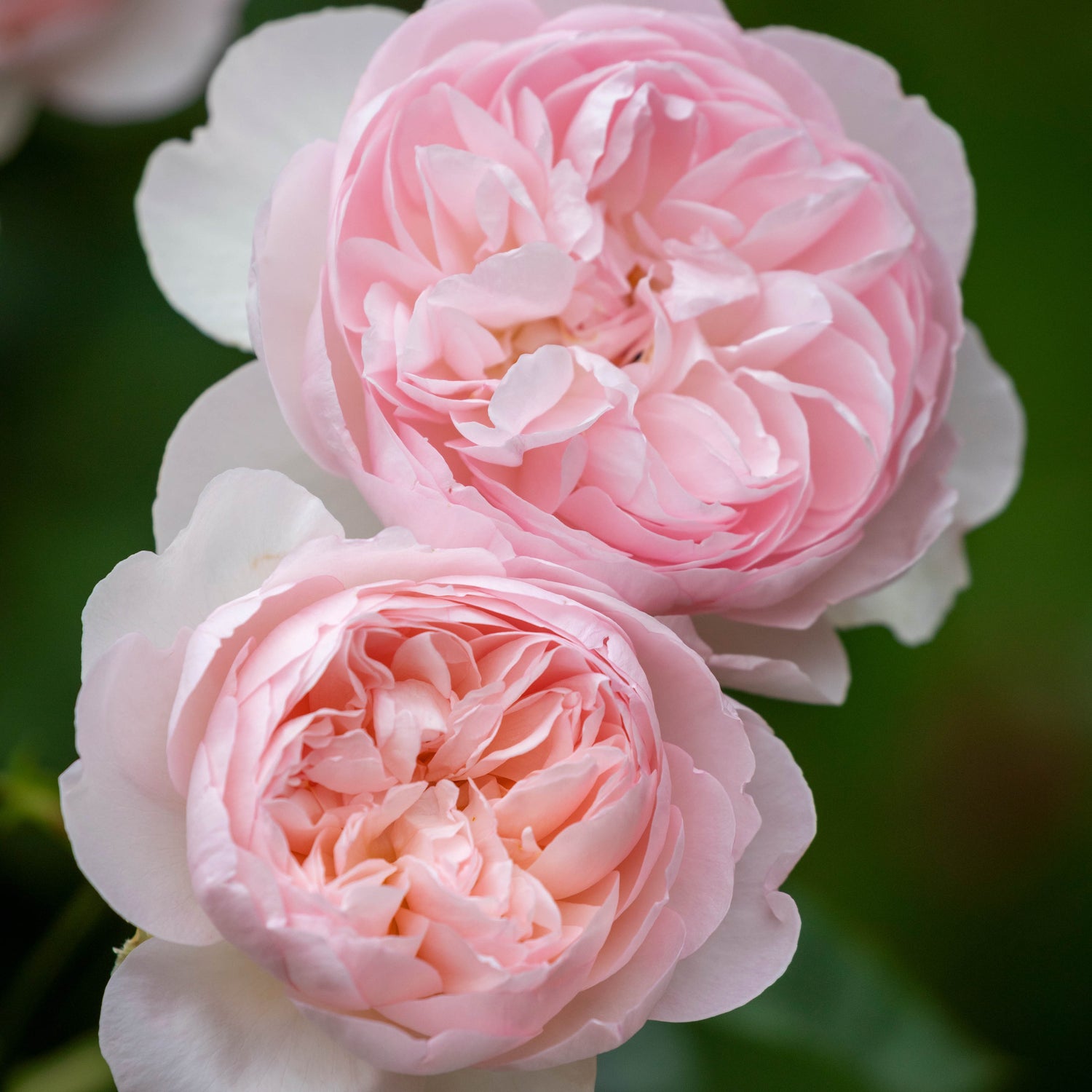David Austin Rose - Gentle Hermione