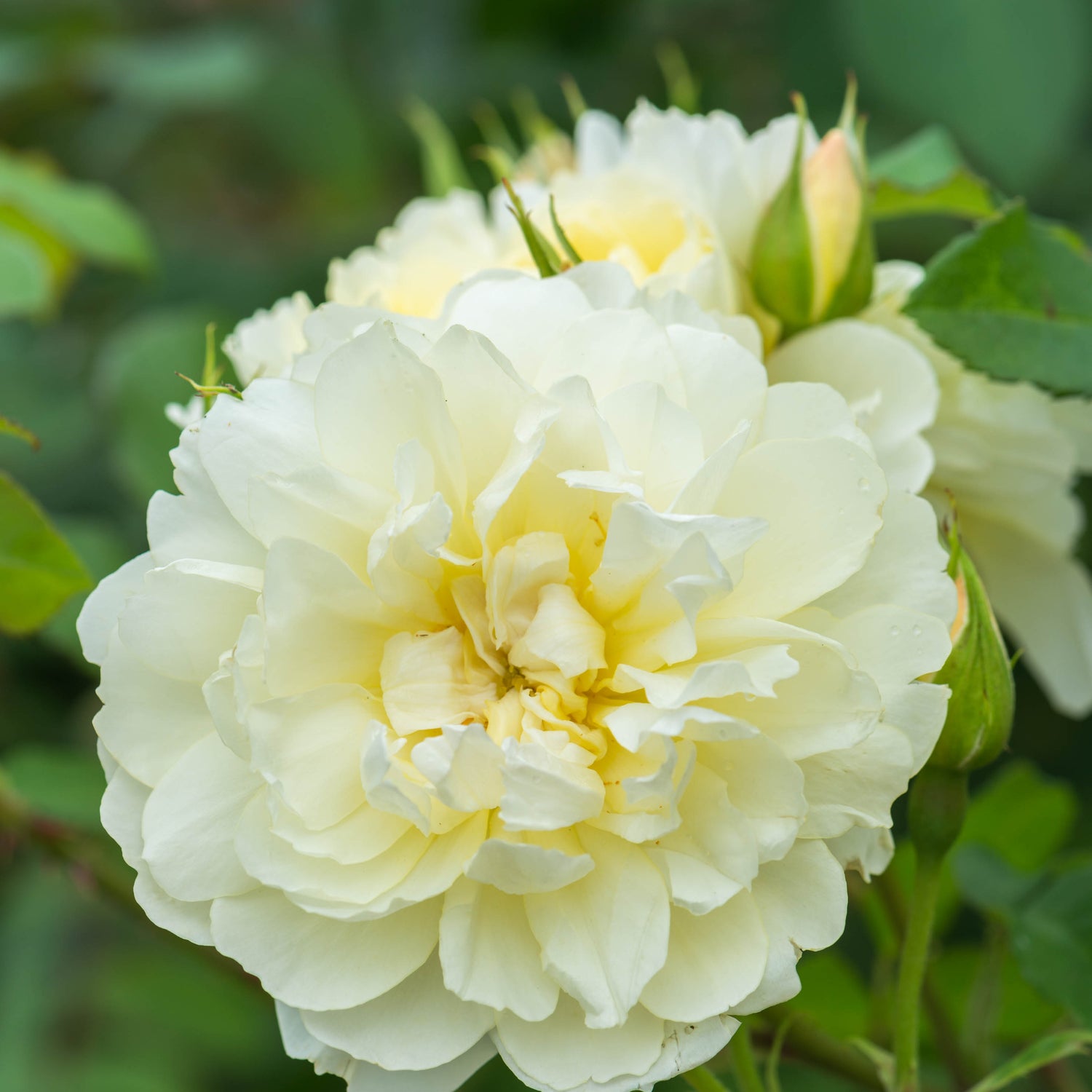 David Austin Rose - Imogen
