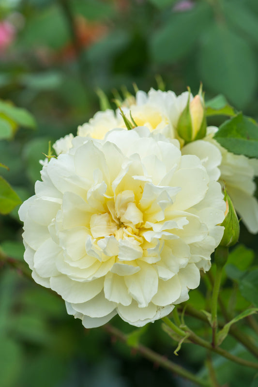 David Austin Rose - Imogen